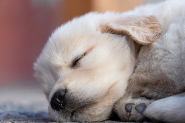 Tout savoir sur la vermifugation de votre chien