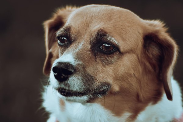 Les activités insolites à faire dans une ferme animalière
