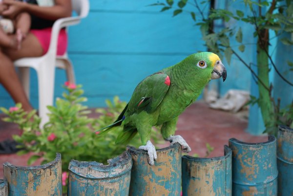 Quels sont les comportements fascinants observés chez les animaux récemment ?