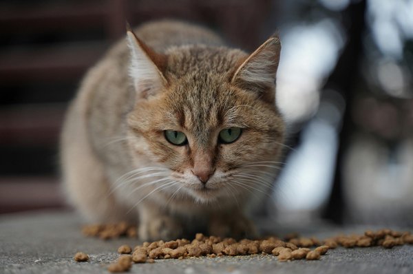 Choisir ses croquettes pour chats : comprendre les besoins pour bien nourrir son félin